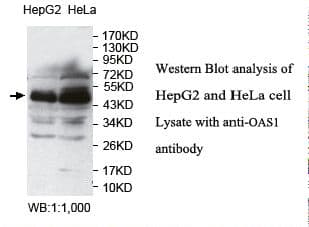 OAS1 Antibody (aa1-215)