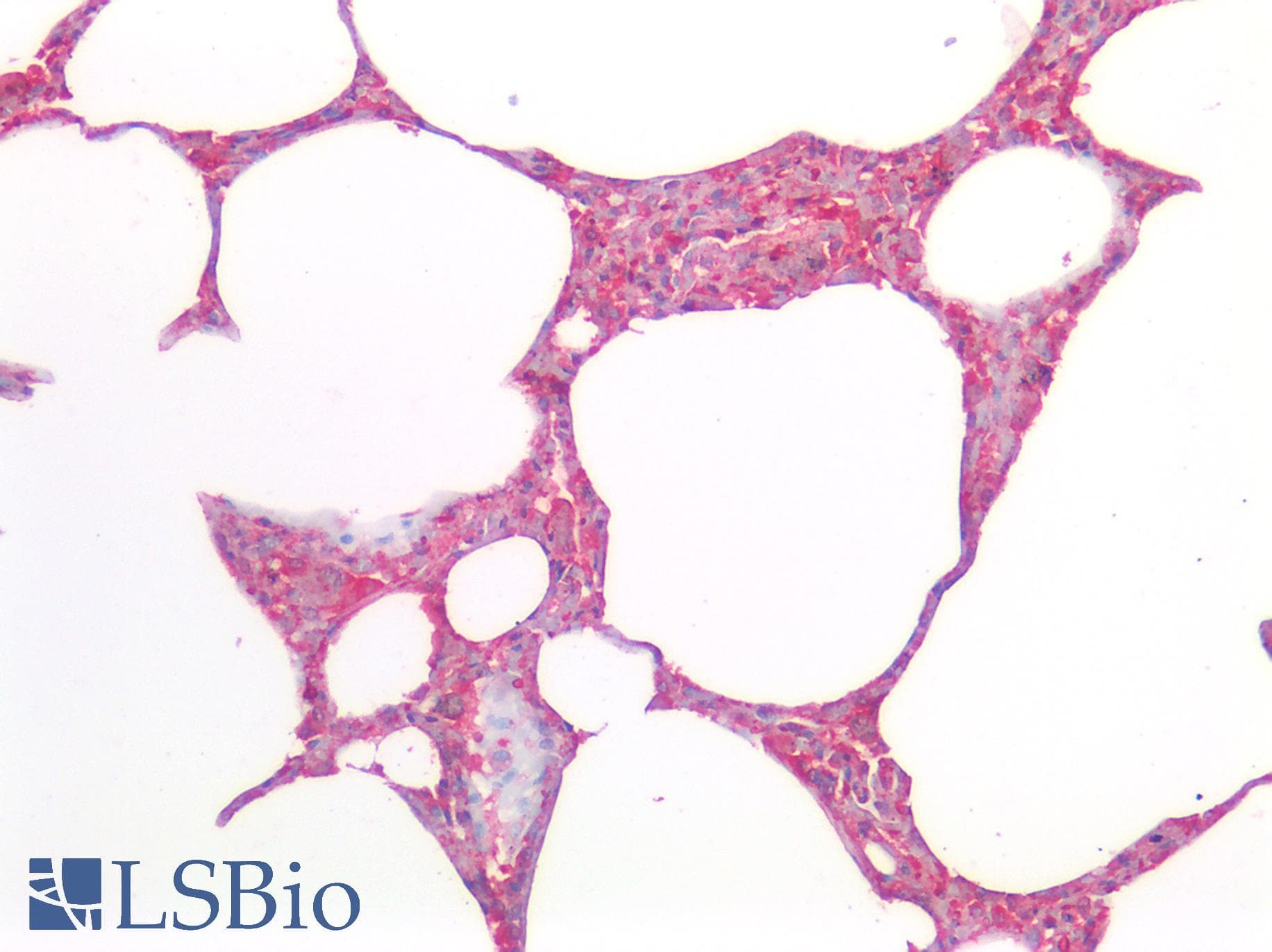 PathPlus™ MRGPRX2 / MRGX2 Antibody (Extracellular Domain)
