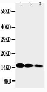 IL3 Antibody (aa62-82)
