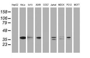 JUN / c-Jun Antibody (clone OTI2D11)