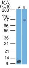 Monoclonal Mouse anti-Human IL17RA Antibody (clone 49M4D2, Azide-free, aa186-267, IHC, WB)