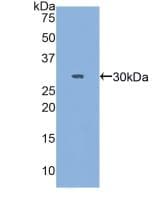 MYH3 Antibody (aa1403-1645, Biotin)