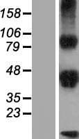 DLK2 Protein (Over-Expression Lysate Myc-DDK (Flag))