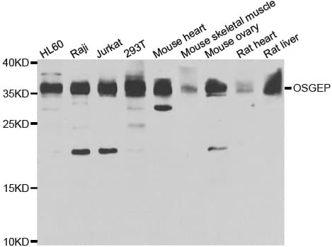 OSGEP Antibody