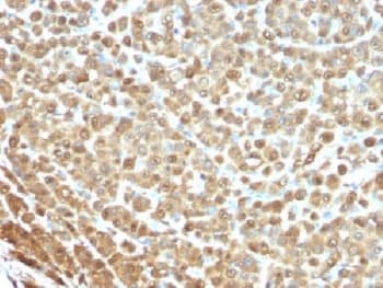 S100A Protein Antibody (clone S1-61, Azide-free, BSA-free)