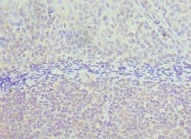TAB1 Antibody (aa205-504)