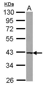 UROD Antibody