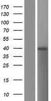 BTNL8 Protein (Over-Expression Lysate Myc-DDK (Flag))