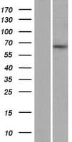 MYEF2 Protein (Over-Expression Lysate Myc-DDK (Flag))
