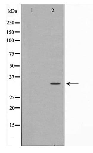 CDK1 / CDC2 Antibody