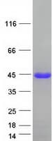 Human EAF1 / ELL Associated Factor 1 Protein (Recombinant Myc-DDK (Flag))