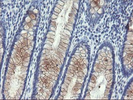 PECAM-1 / CD31 Antibody (clone OTI3B5)