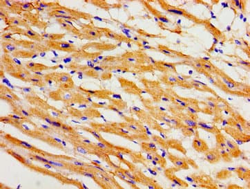 KCNH2 / HERG Antibody