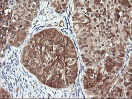 RAB30 Antibody (clone OTI4B9)