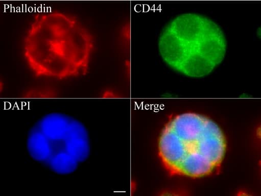 CD44 Antibody (clone UMAB133, Carrier-free)