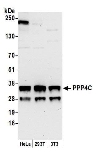 PPP4C Antibody (aa1-50)