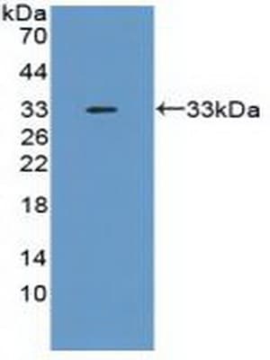 TNFAIP6 / TSG-6 Antibody (aa18-275, Cy3)