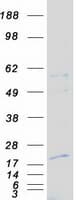 Human NXT1 Protein (Recombinant Myc-DDK (Flag))