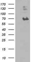IHC-plus™ MAC-2-BP / LGALS3BP Antibody (clone 1C2)