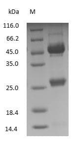 Horse IgG Protein (Native)