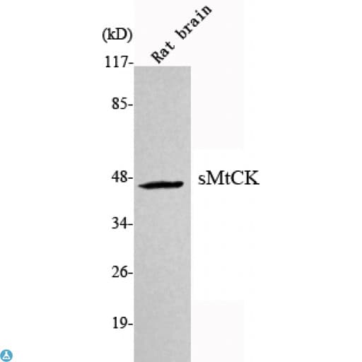 CKMT2 Antibody