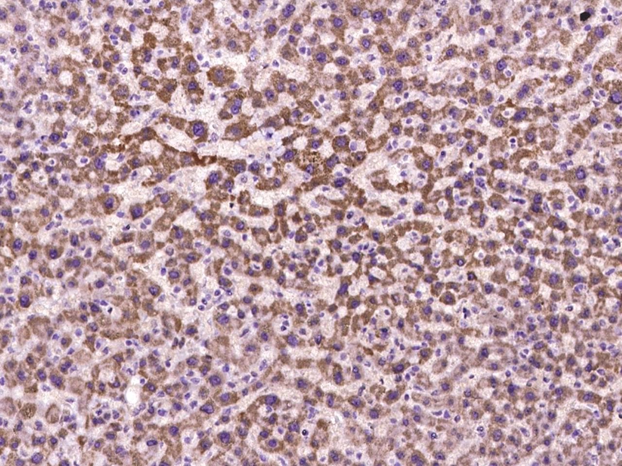 COX17 Antibody