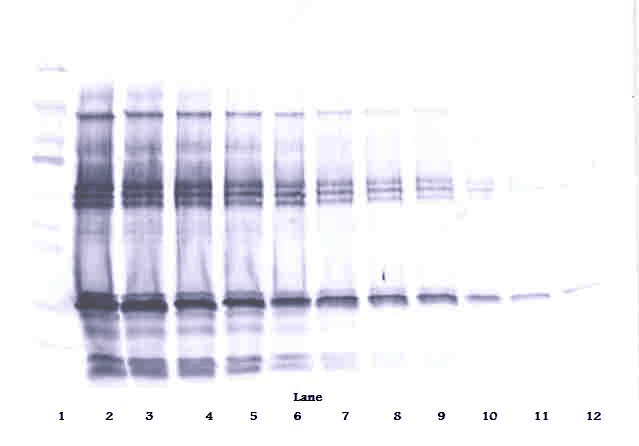 IGFBP1 Antibody (Biotin)