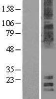 MAL2 Protein (Over-Expression Lysate Myc-DDK (Flag))