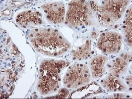 PSMA4 Antibody (clone OTI4B8, Carrier-free)