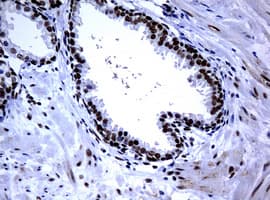Monoclonal Mouse anti-Human PCNA Antibody (clone OTI1D11, IHC, WB)