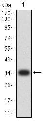 S1PR1 / EDG1 / S1P1 Antibody (clone 1E3H5)