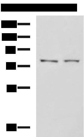 KIAA1434 protein Antibody