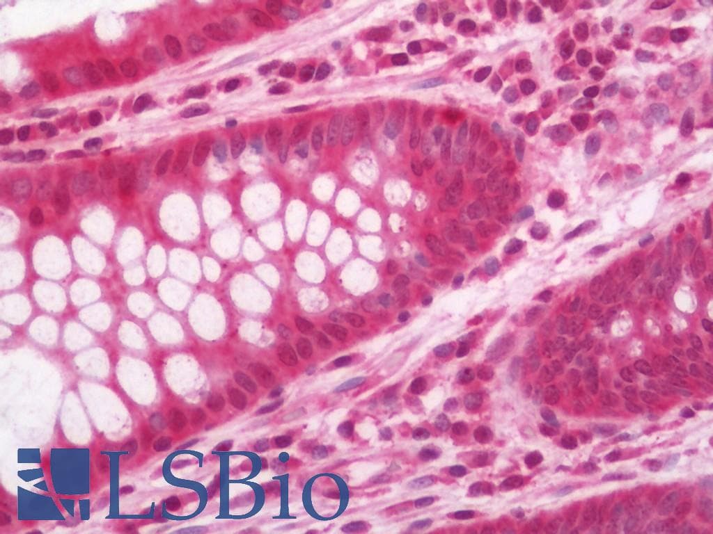 IHC-plus™ HSPA6 / HSP70B' Antibody