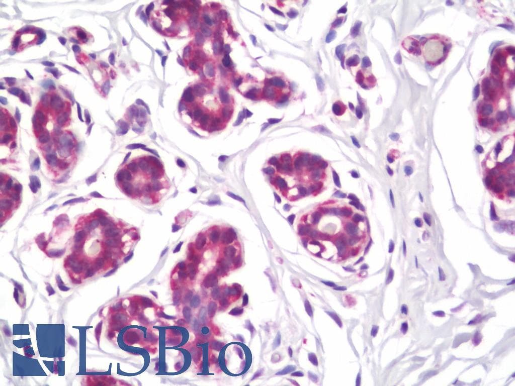 IHC-plus™ FBXL13 Antibody (aa683-710)