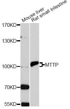 IHC-plus™ MTTP / MTP Antibody