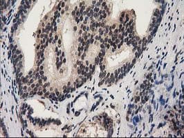 RNH1 Antibody (clone OTI1B7)