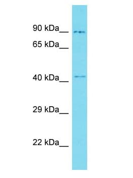 CBWD3 Antibody (aa331-380)