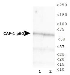 CHAF1B / CAF1 Antibody (clone SS 24 1-68)