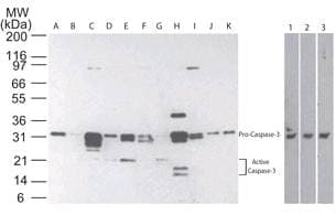 IHC-plus™ CASP3 / Caspase 3 Antibody (clone 31A1067)