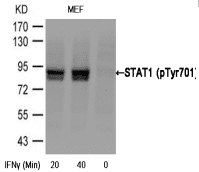 STAT1 Antibody