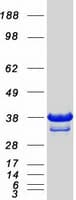 Human BIRC7 / Livin Protein (Recombinant Myc-DDK (Flag))
