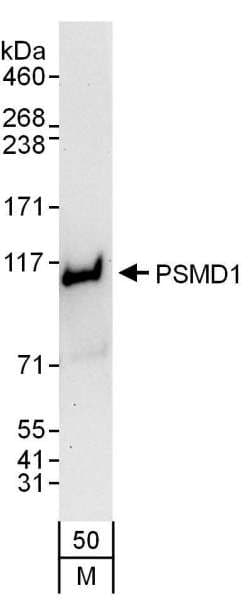 Polyclonal Rabbit anti-Human PSMD1 Antibody (aa903-953, IHC, WB)