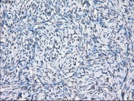 SLC7A8 / LAT2 Antibody (clone OTI7D6)