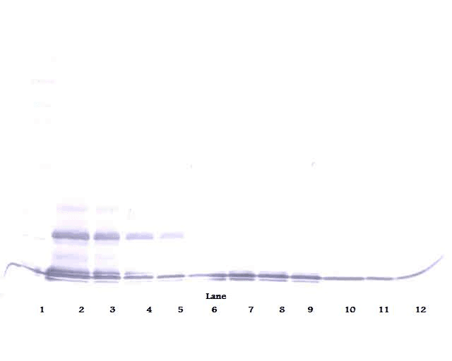 Polyclonal Goat anti-Human CCL16 / LEC Antibody (WB)
