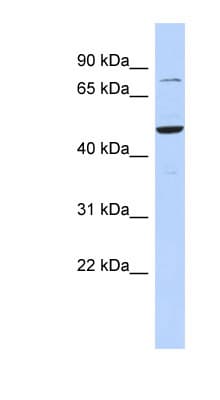 Polyclonal Rabbit anti-Human ZSCAN1 / MZF-1 Antibody (aa323-372, WB)