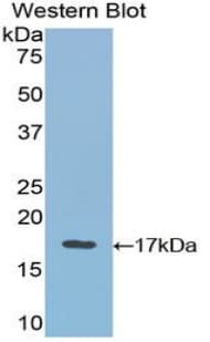 VEGFB Antibody (aa21-137, Cy3)