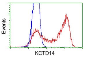 Monoclonal Mouse anti-Human KCTD14 Antibody (clone OTI3F5, IF, WB)
