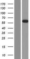 WDR20 Protein (Over-Expression Lysate Myc-DDK (Flag))