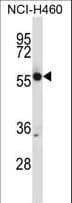 CRMP1 Antibody (aa82-110)