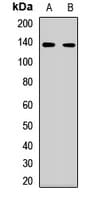 NRSF / REST Antibody